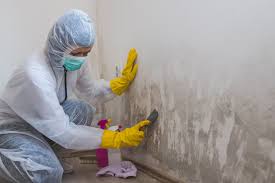 Why You Should Choose Our Mold Remediation Services in Hernando Beach, FL